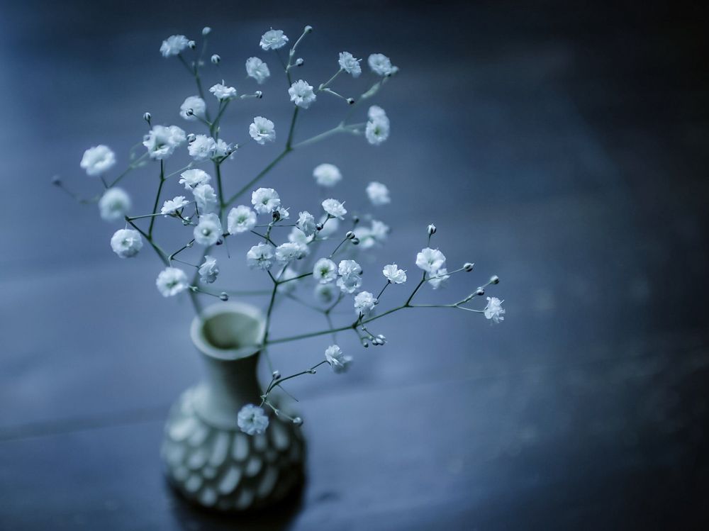 かすみ草(カスミソウ)　白い花