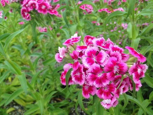 ナデシコ 撫子 の花言葉 色別の意味や花の種類 見頃の季節は Greensnap グリーンスナップ