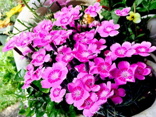 7月の誕生花 日別の花一覧と花言葉は 7月生まれの人に贈ろう Greensnap グリーンスナップ