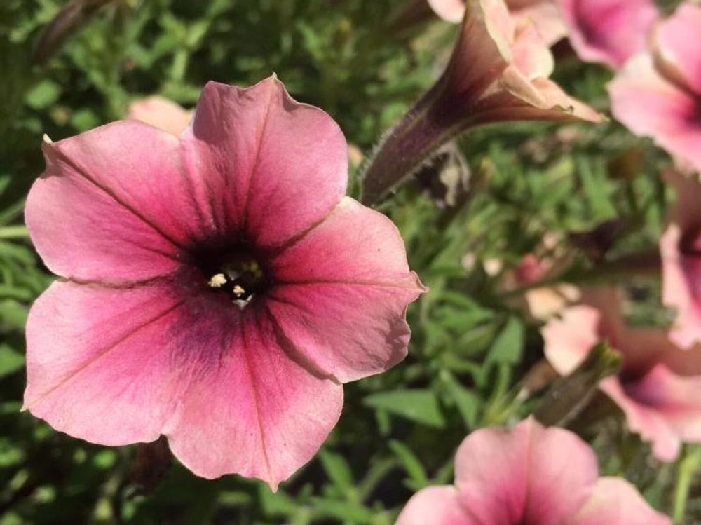 ペチュニア　桃色の花