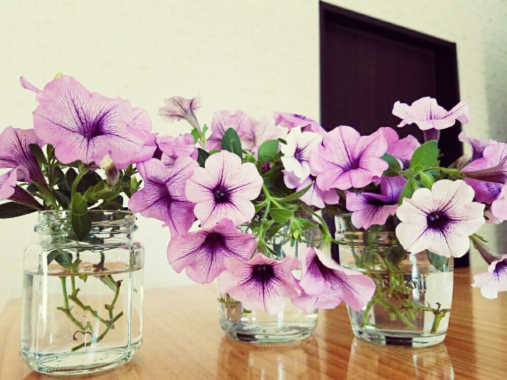 ペチュニア　ピンク色の花