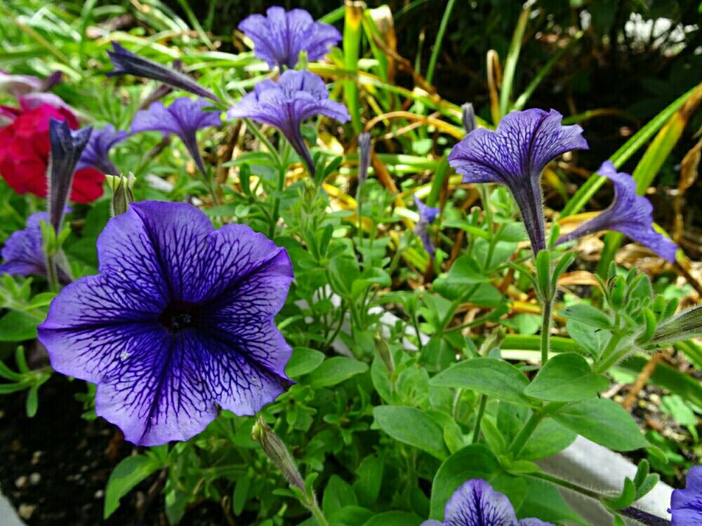ペチュニア　紫の花