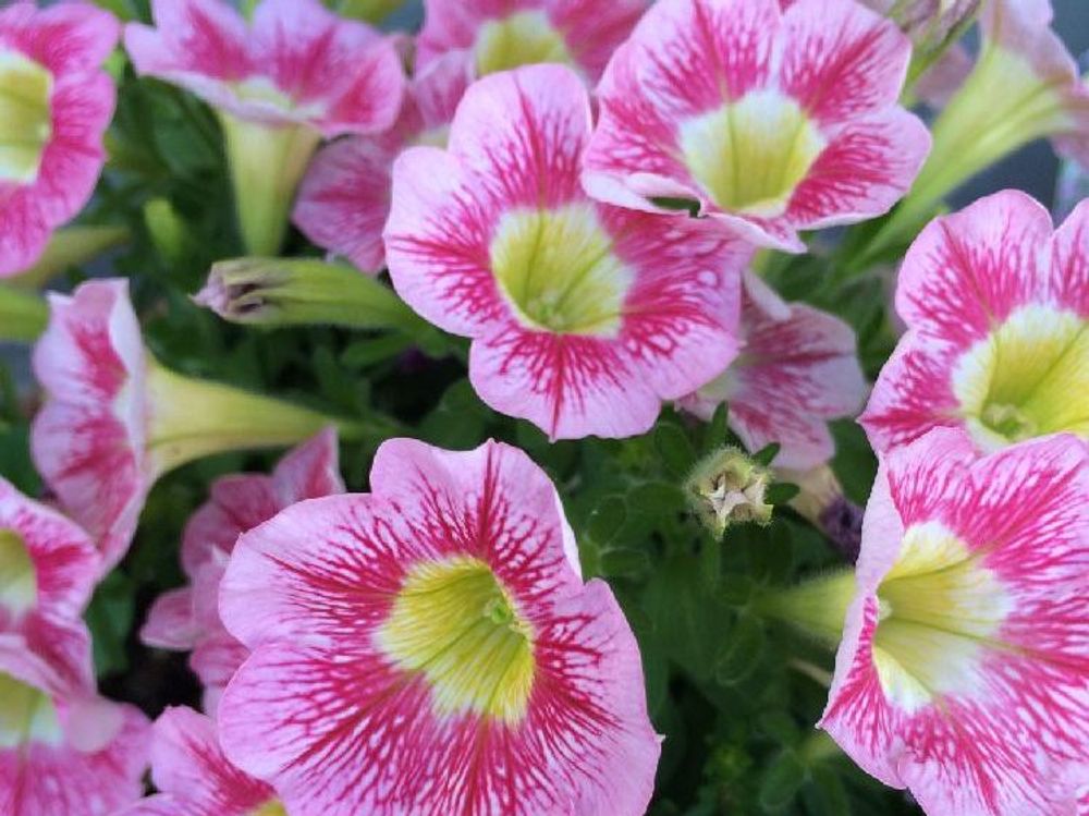 ペチュニア　ピンク色の花