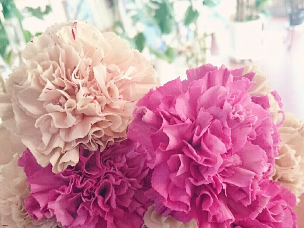 カーネーション　ピンク色の花　切り花