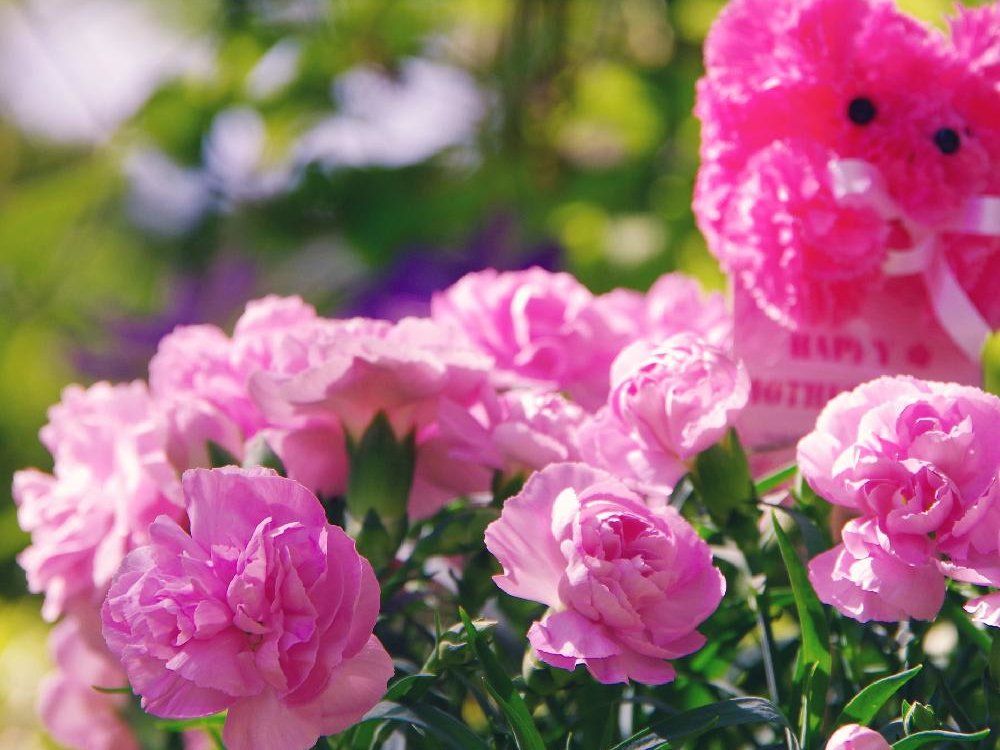 カーネーション　ピンク色の花