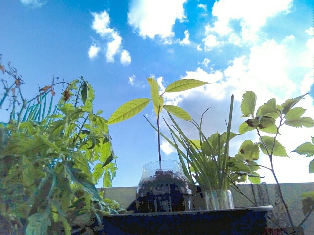 ネギ　屋外　青空