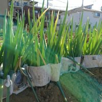 ネギの育て方｜種まき、苗の植え方は？プランター栽培もできる？の画像