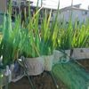 ネギの育て方｜種まき、苗の植え方は？プランター栽培もできる？の画像