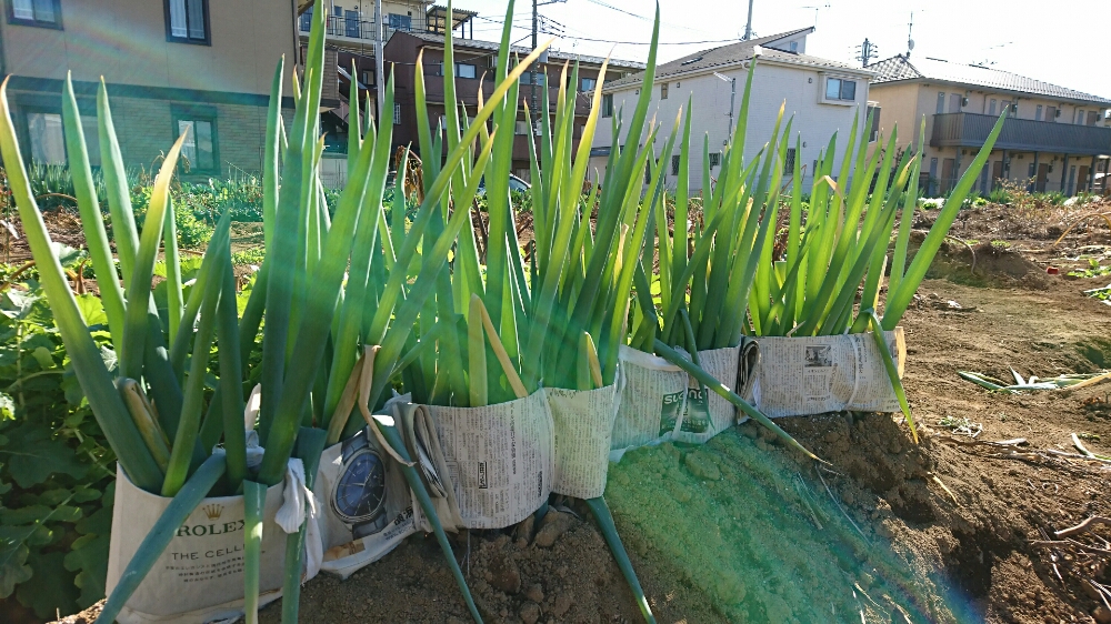 ネギの育て方 種まき 肥料の与え方は 栽培方法は簡単 Greensnap グリーンスナップ