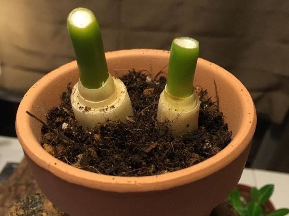 ネギ　鉢植え　株