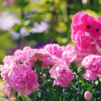 カーネーションの育て方｜挿し木や植え替え方法は？鉢植えと地植えどちらが簡単？の画像