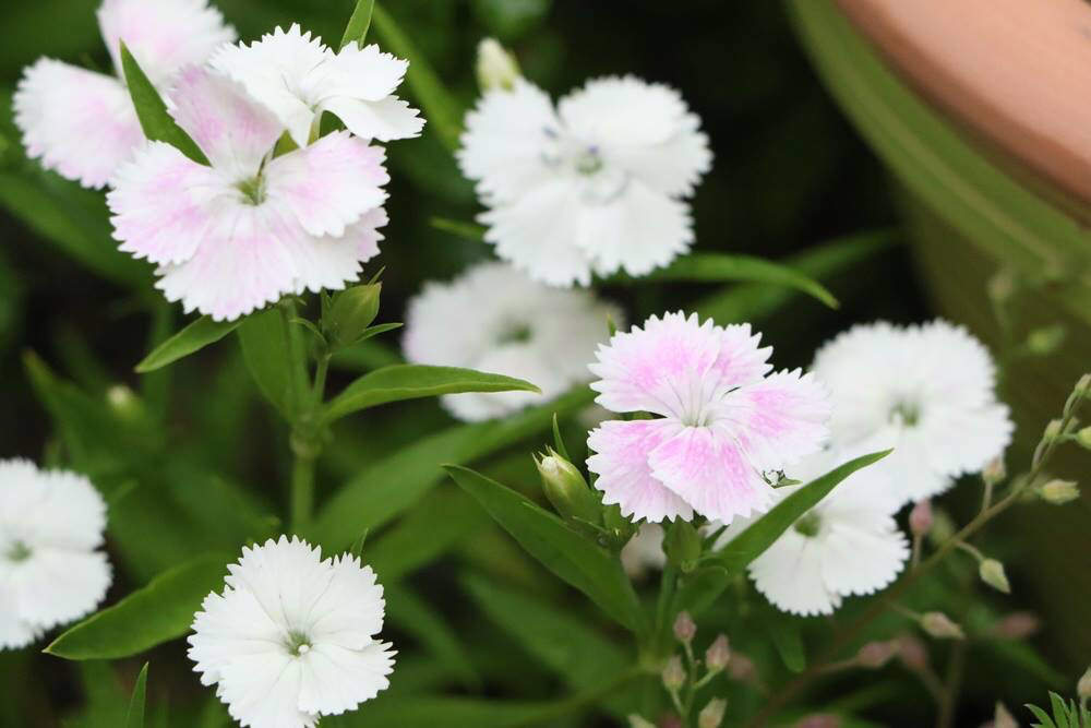 75 ナデシコ 品種 最高の花の画像