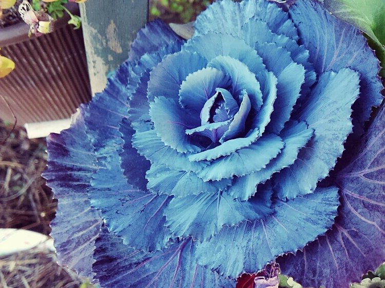 葉牡丹(ハボタン)　青い花