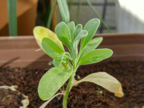 ストックの育て方 種まきや水やりの時期は 夏越しはできる Greensnap グリーンスナップ ストックの育て方 種まきや水やりの時期は 夏越しはできる Greensnap グリーンスナップ