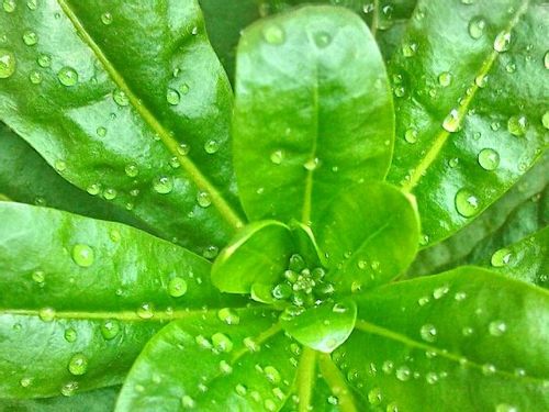 ストックの育て方 種まきや水やりの時期は 夏越しはできる Greensnap グリーンスナップ
