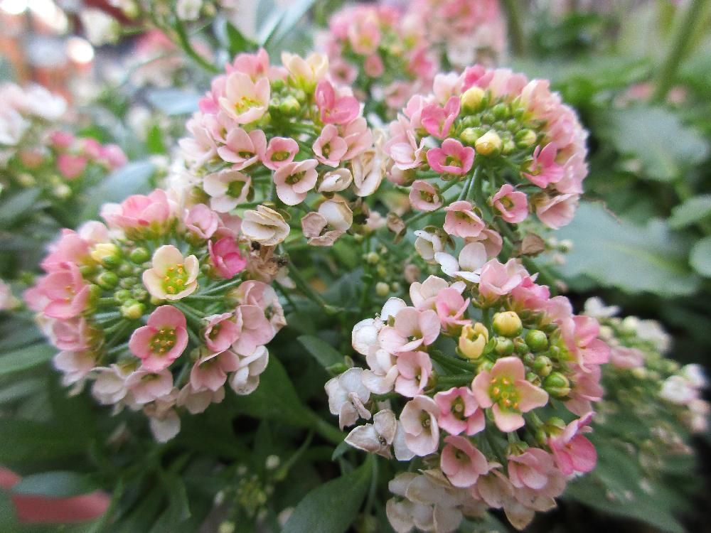スイートアリッサム　ピンク色の花