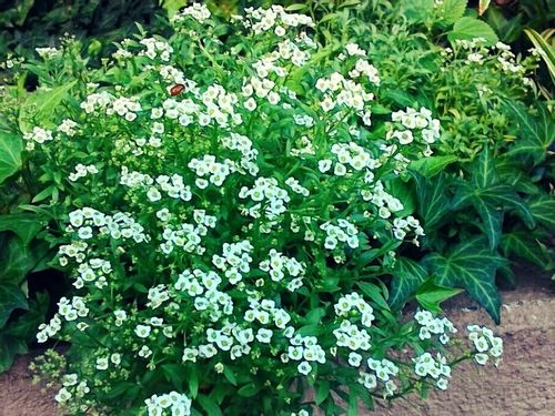 スイートアリッサムの育て方 種まきの時期は 切り戻しのやり方は Greensnap グリーンスナップ