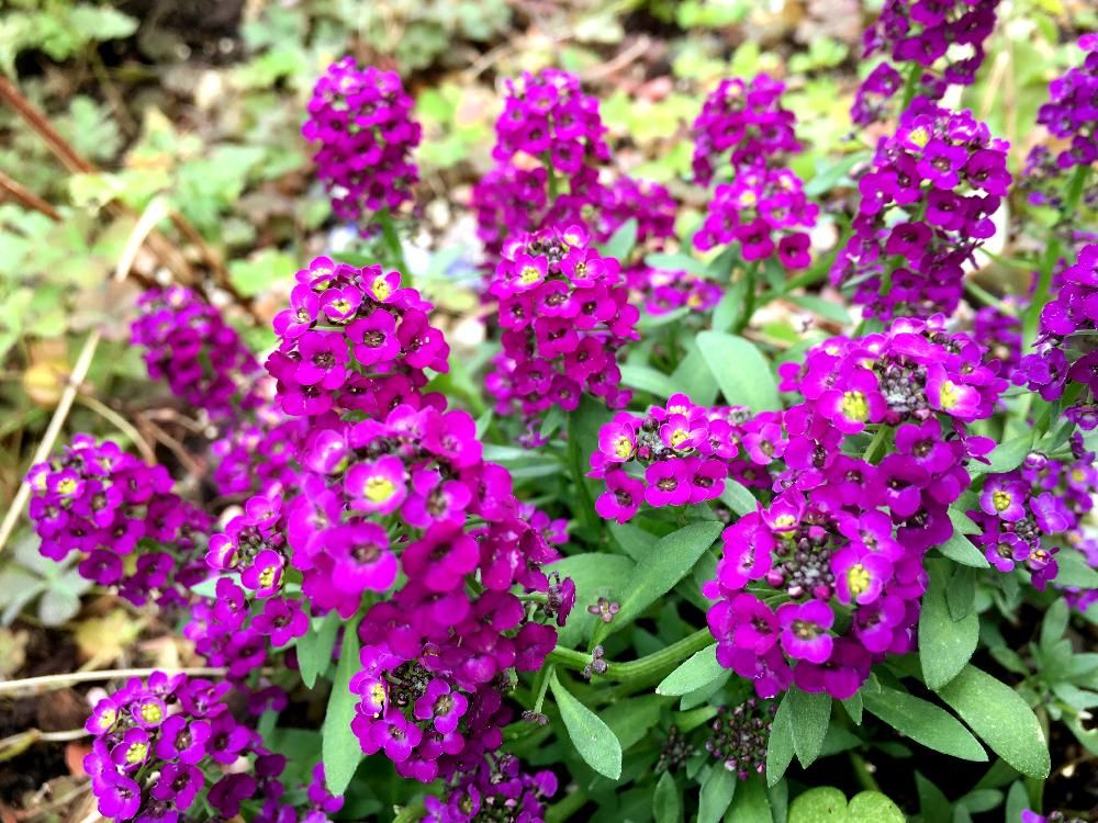 スイートアリッサム　紫色の花