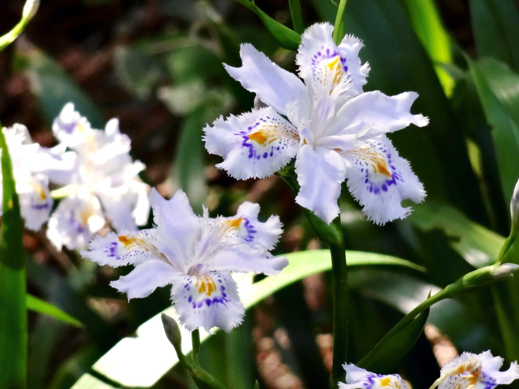 4月生日 每一天的花列表和花语是什么 爱花园