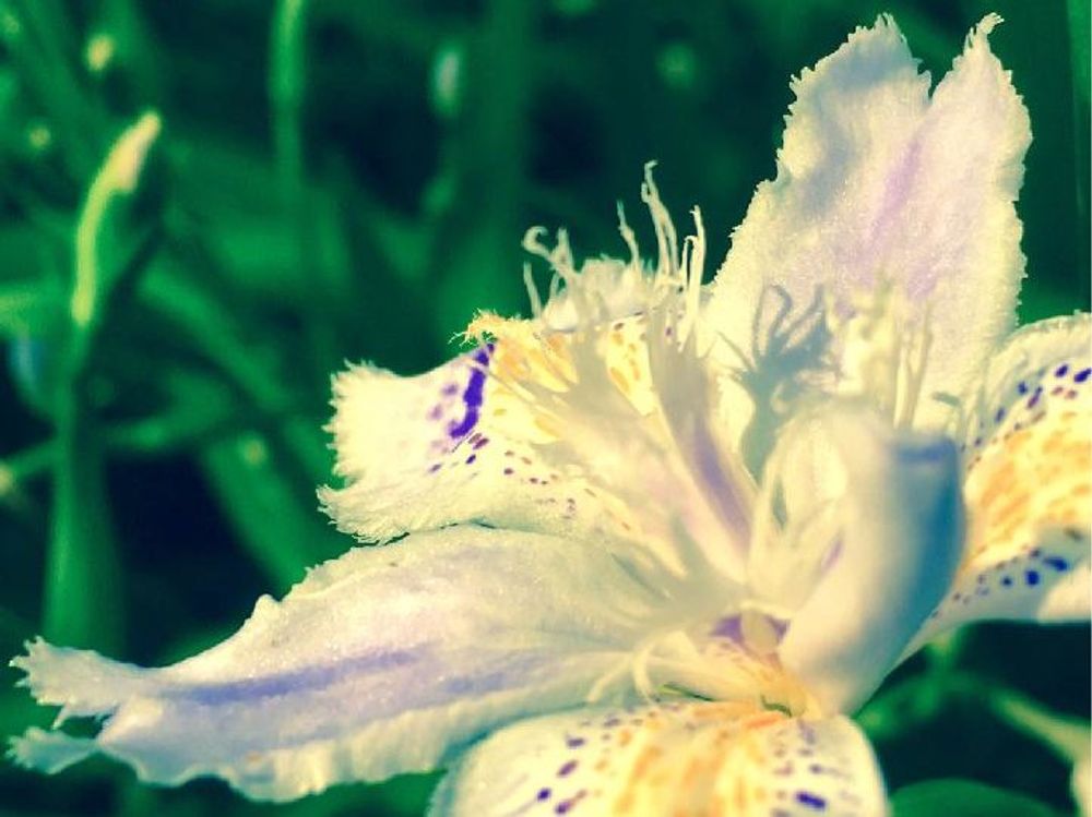 シャガ(著莪)　白い花　日当たり