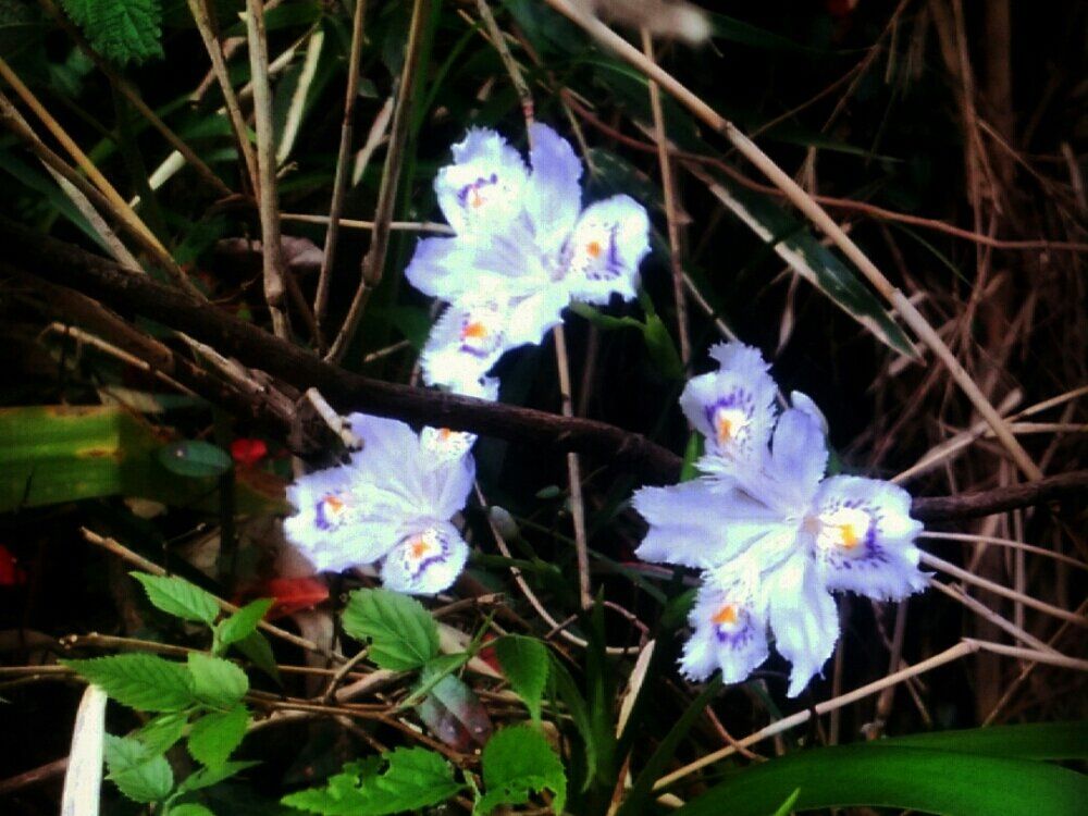 シャガ(著莪)　ライトブルーの花
