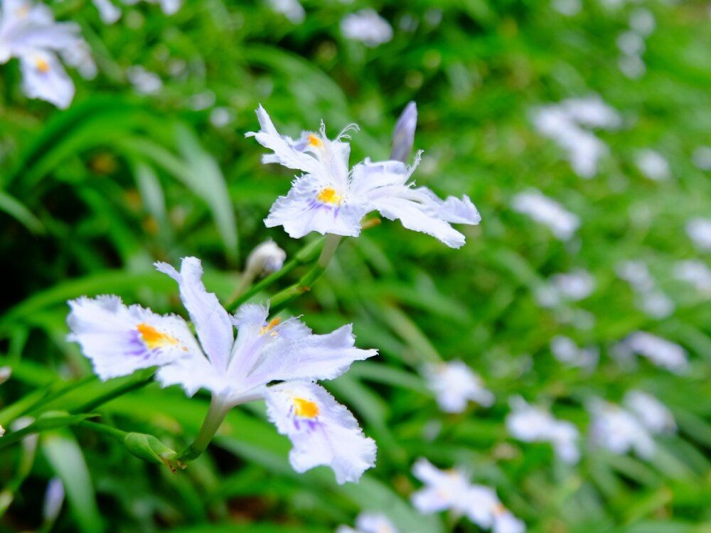 シャガ(著莪)　花