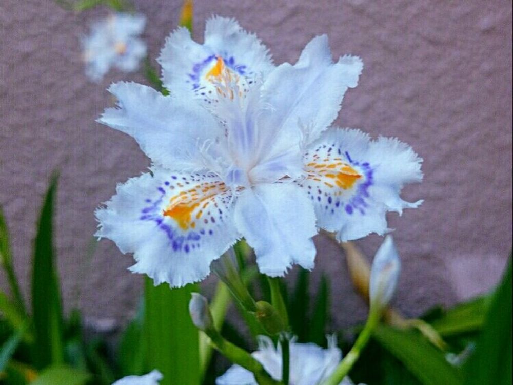 シャガ(著莪)　ライトブルーの花