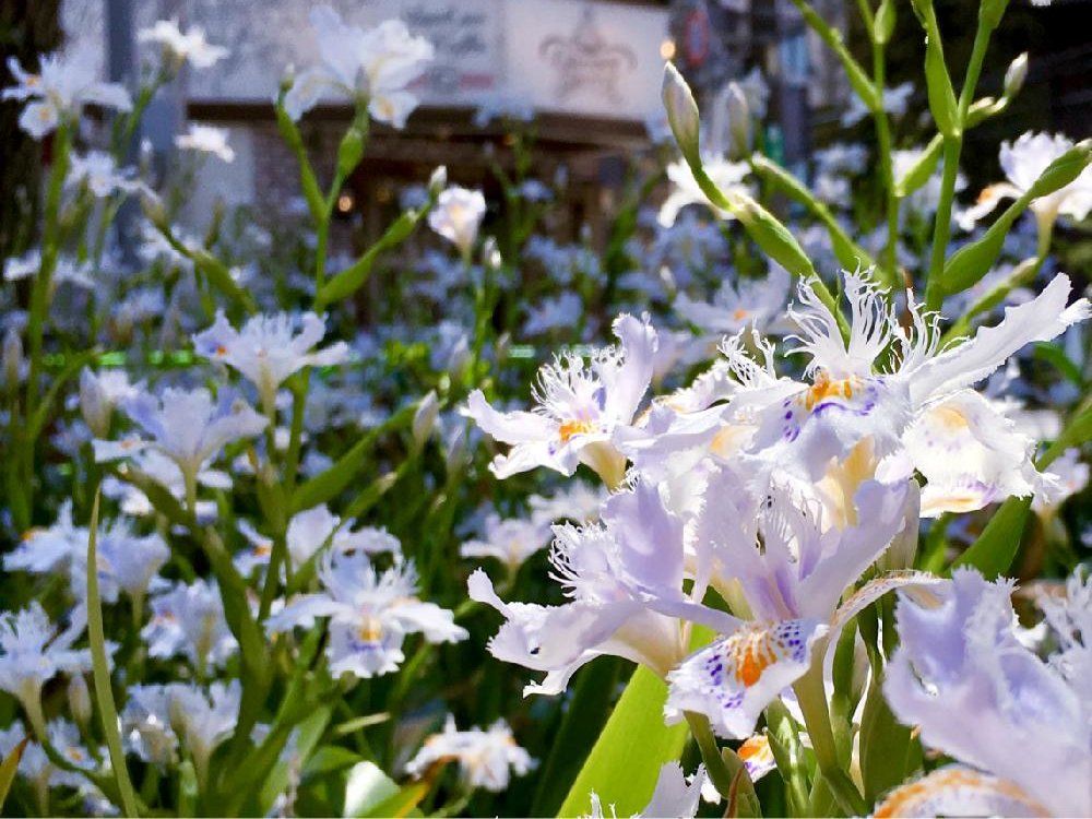 シャガ(著莪)　白い花