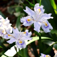 シャガ(著莪)の育て方｜植え付けや植え替えの時期と方法は？の画像