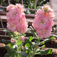 ストックの育て方｜種まきや水やりの時期は？ 夏越しはできる？の画像