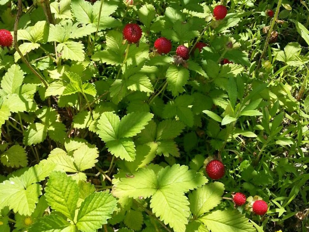 観賞用イチゴ　葉　実