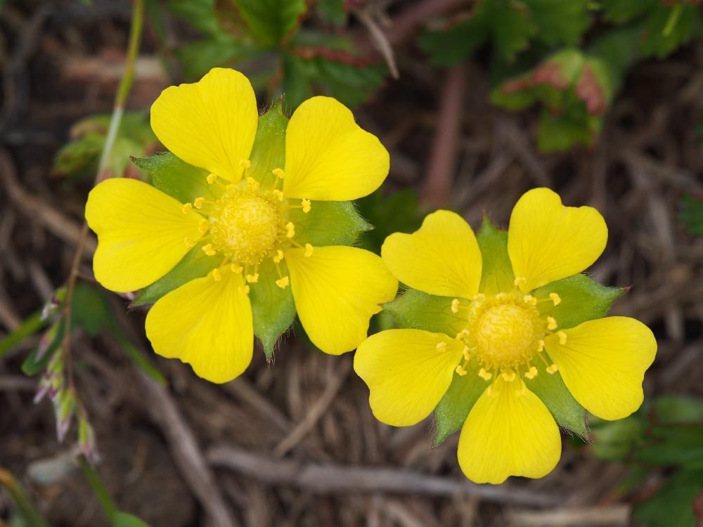 観賞用イチゴ　黄色い花