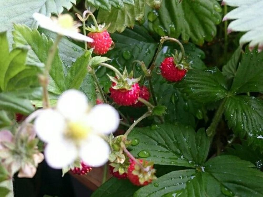 観賞用イチゴ　花　実