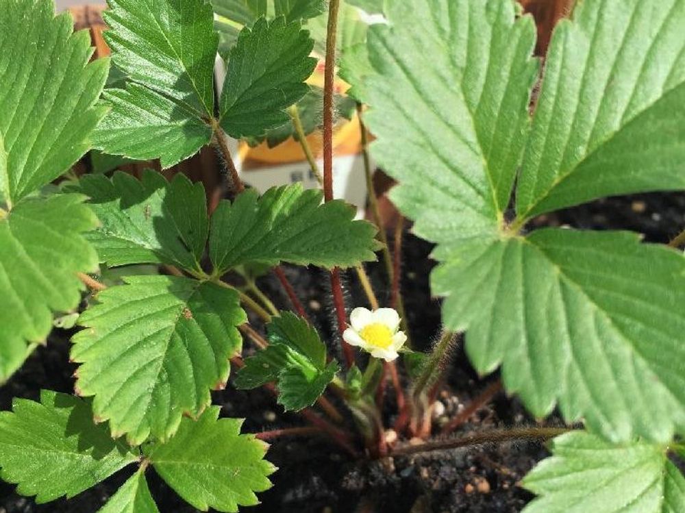 観賞用イチゴ　葉