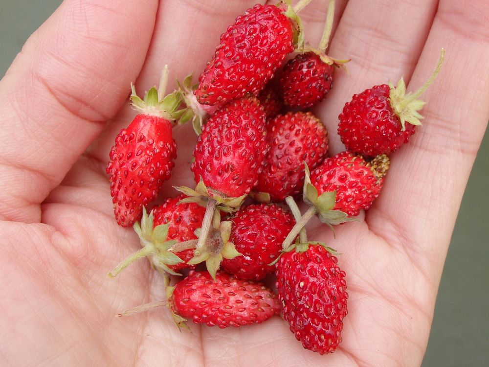 観賞用イチゴ　実