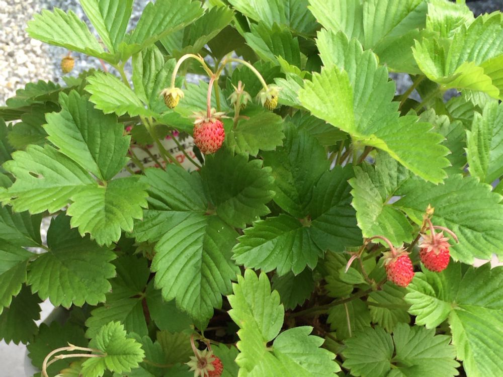 観賞用イチゴ　葉
