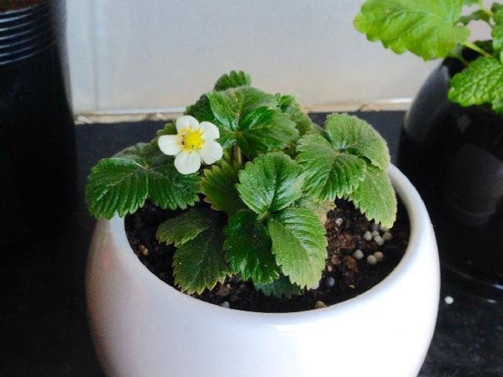 観賞用イチゴ　鉢植え