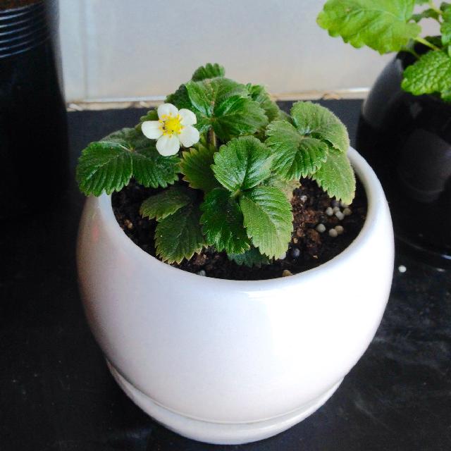 観賞用イチゴの育て方 花と実を上手につける栽培のコツは Greensnap グリーンスナップ