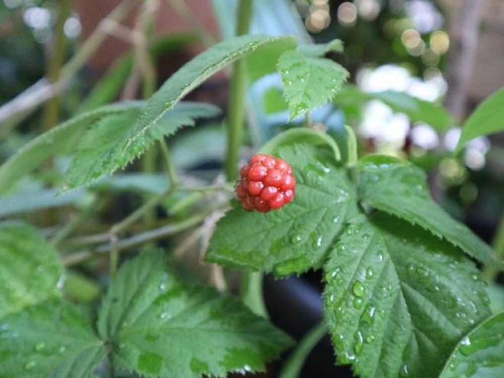 ブラックベリー　葉　水滴　赤い実
