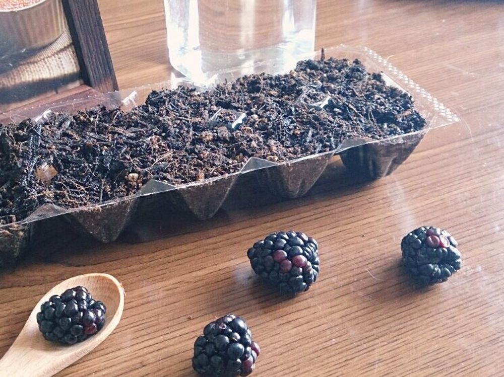 ブラックベリー　用土　黒い実