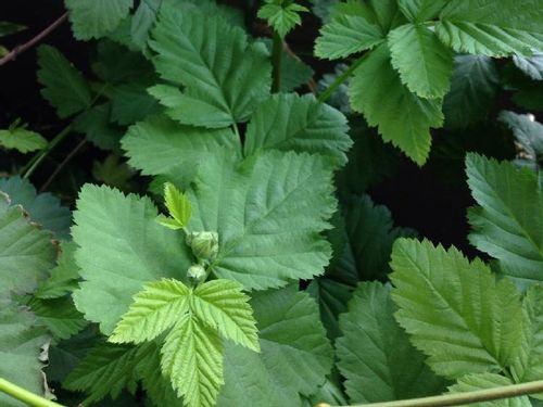ブラックベリーの育て方 苗の植え付けや挿し木の方法は 鉢植え栽培でもok Greensnap グリーンスナップ ブラックベリーの育て方 苗の植え付けや挿し木の方法は 鉢植え栽培でもok Greensnap グリーンスナップ