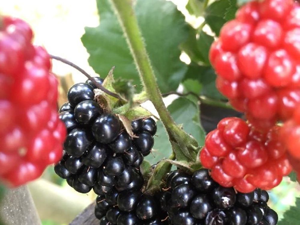 ブラックベリー　赤い実　黒い実