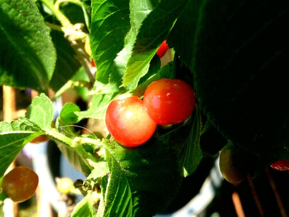 サクランボ 果実