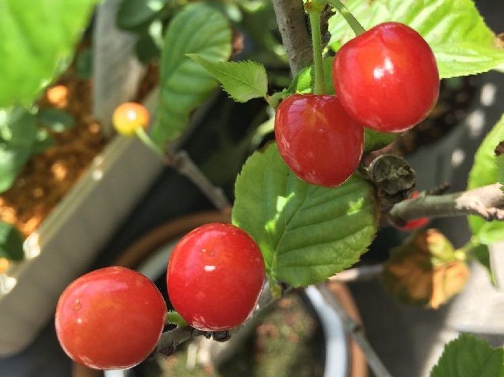 サクランボ 果実