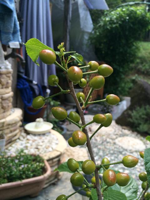 サクランボの育て方 種まきでの発芽は難しい 鉢植えでも栽培できる Greensnap グリーンスナップ