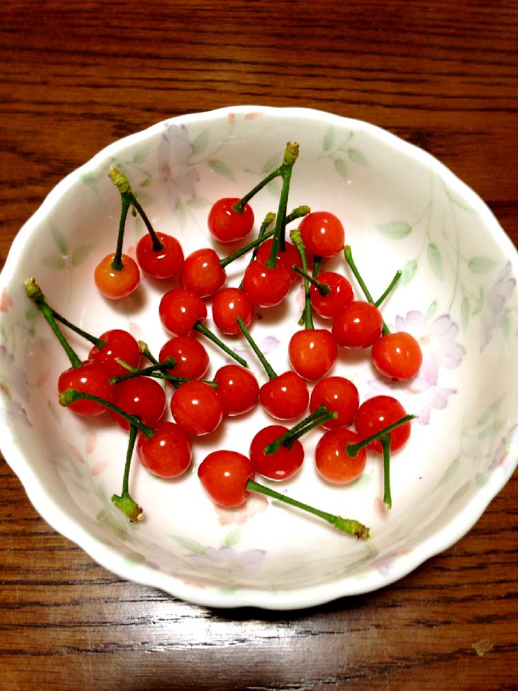 サクランボの育て方 種まきでの発芽は難しい 鉢植えでも栽培できる Greensnap グリーンスナップ