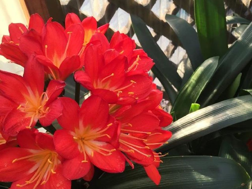 クンシラン(君子蘭)　赤い花