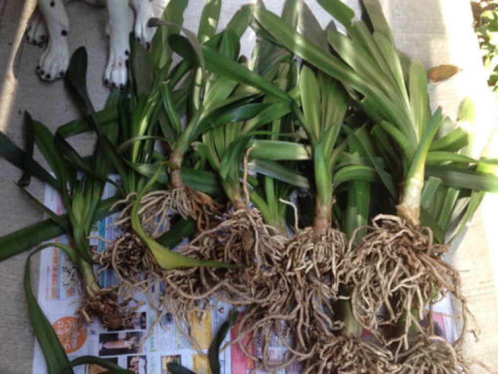 クンシラン(君子蘭)　根