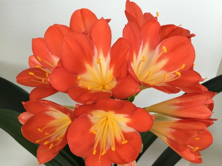 クンシラン(君子蘭)　赤い花