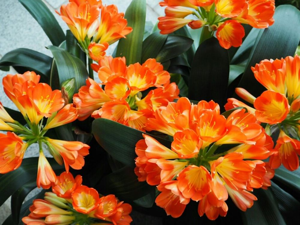 クンシラン(君子蘭)　オレンジの花